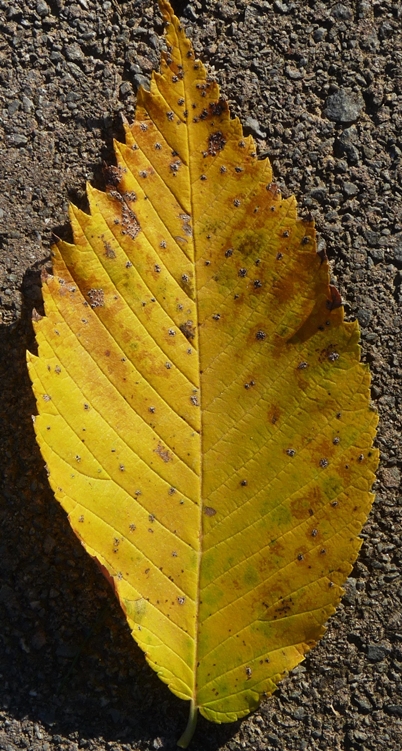 {Ulmus americana}